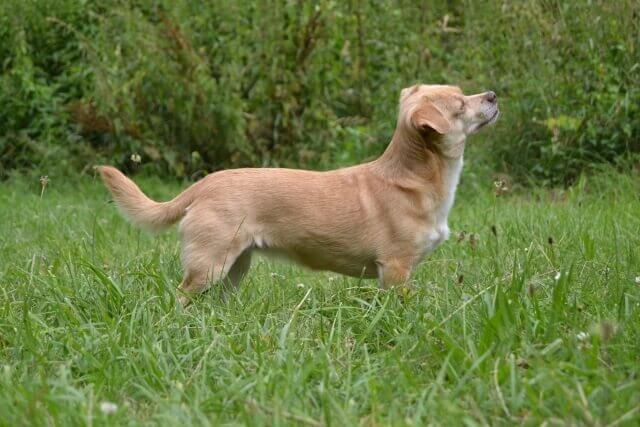 Blasenentzündung beim Hund Kleiner Hund und Blasenetzündung - das geht fix.