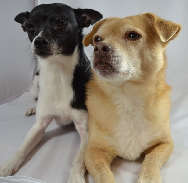 Demenz bei Hunden - wenn die Vergesslichkeit Einzug hält.