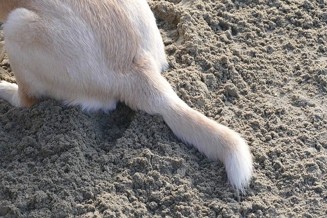 Wedelnde Hunde