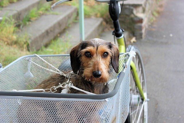 Fahrrad fahren mit Hund, gut gesichert