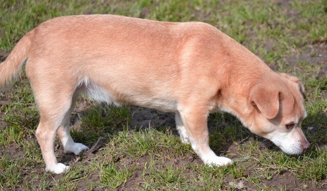 Niereninsuffizienz beim Hund Ältere Hunde sind häufiger betroffen.