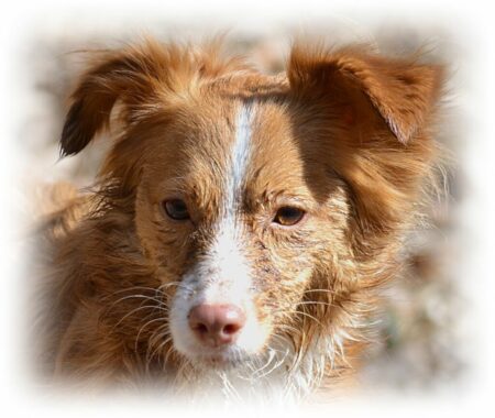 gesunde Hunde