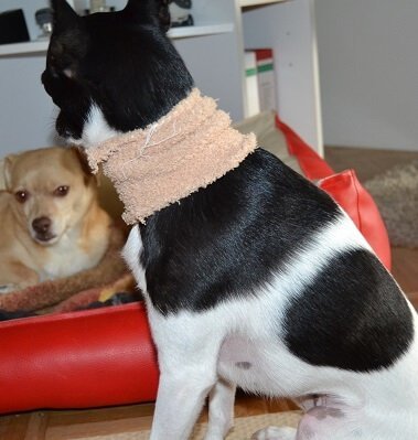 Hund hustet - bei Erkältungen hilft Wärme. Amy und ihr Halswickel
