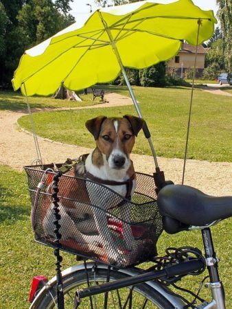 Fahrrad fahren mit Hund geht auch so...