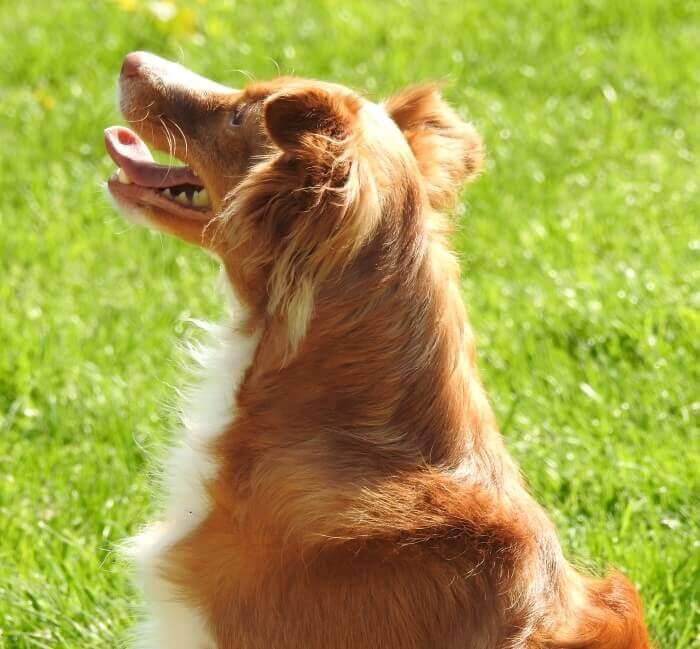 Magenübersäuerung beim Hund zu viel Magensäure kann Folgen nach sich ziehen