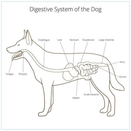 Verdauungssystem Hund