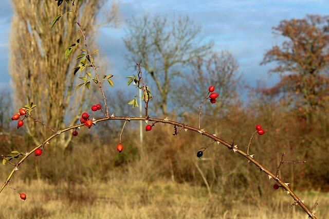 Das leuchtende Rot der Hagebutte ist unübersehbar Hagebuttenpulver für Hunde